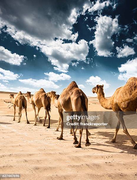 camel on the desert - qatar desert stock pictures, royalty-free photos & images