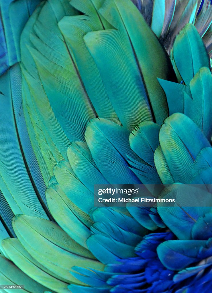 Macaw Feathers (Green/Blue)