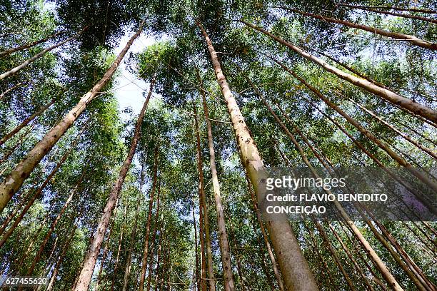 eucalyptus forest - eucalyptus tree - fotografias e filmes do acervo