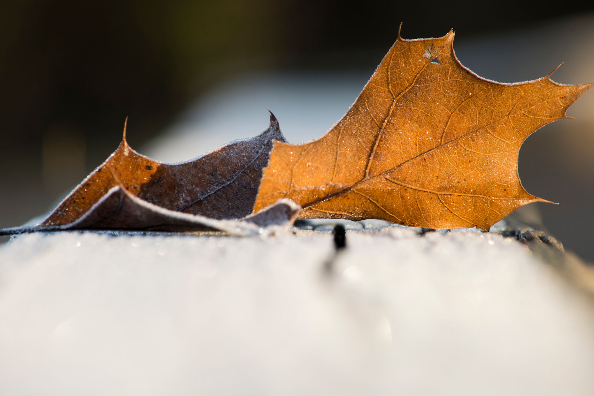 raleigh winter