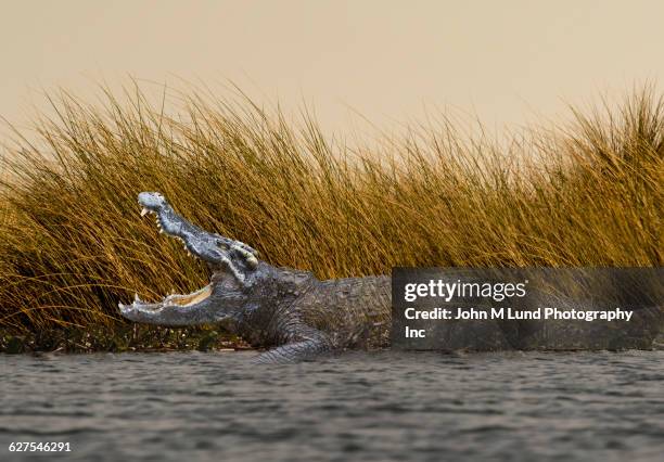 alligator with open mouth in marsh - hidden danger stock pictures, royalty-free photos & images