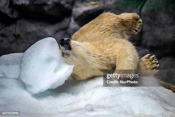 Polar bears Aurora and Peregrino, respectively 5 and 6 years old, live in the São Paulo Aquarium in Ipiranga, South Zone of the capital on 4 December...