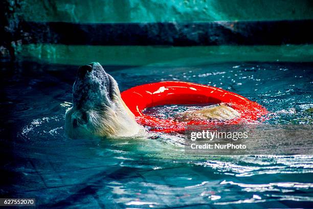 Polar bears Aurora and Peregrino, respectively 5 and 6 years old, live in the São Paulo Aquarium in Ipiranga, South Zone of the capital on 4 December...
