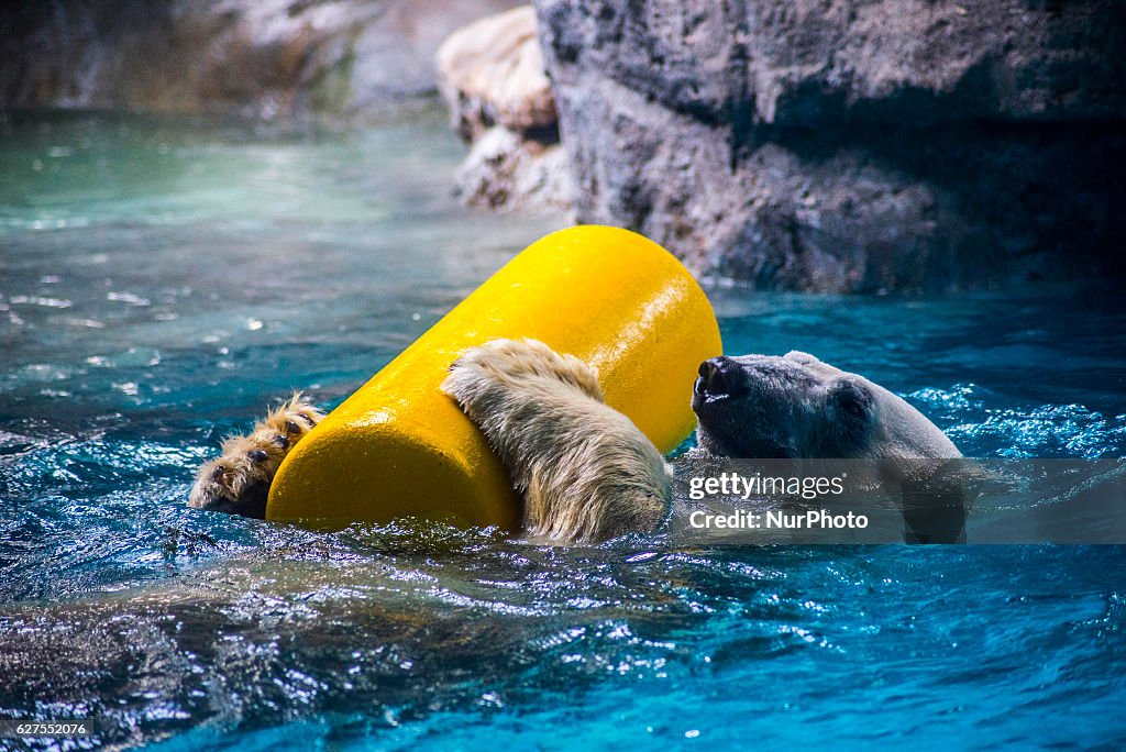 Polar bears in the Sao Paulo Aquarium