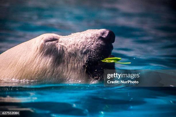 Polar bears Aurora and Peregrino, respectively 5 and 6 years old, live in the São Paulo Aquarium in Ipiranga, South Zone of the capital on 4 December...