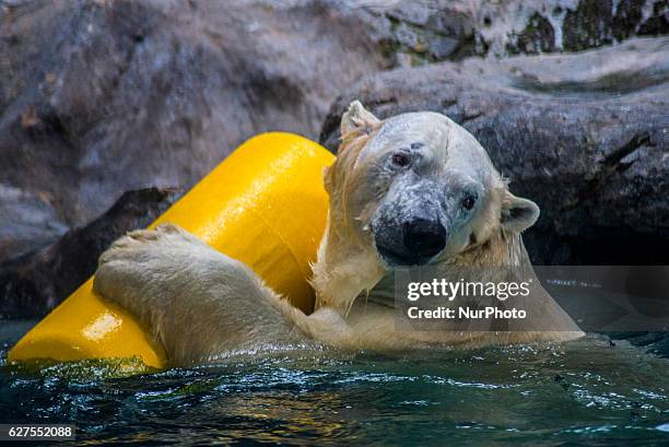 Polar bears Aurora and Peregrino, respectively 5 and 6 years old, live in the São Paulo Aquarium in Ipiranga, South Zone of the capital on 4 December...