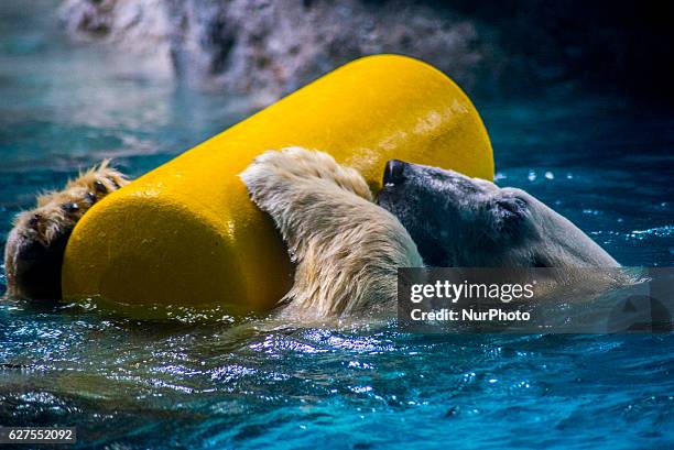 Polar bears Aurora and Peregrino, respectively 5 and 6 years old, live in the São Paulo Aquarium in Ipiranga, South Zone of the capital on 4 December...