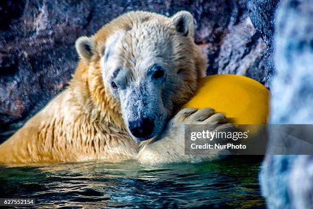 Polar bears Aurora and Peregrino, respectively 5 and 6 years old, live in the São Paulo Aquarium in Ipiranga, South Zone of the capital on 4 December...