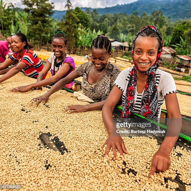 afrikanische mädchen und frauen sortieren kaffeebohnen, ostafrika - ethiopian farming stock-fotos und bilder