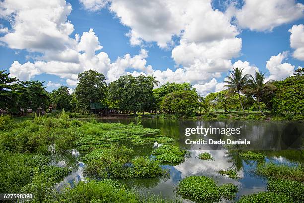 zapata swamp - provinz matanzas stock-fotos und bilder