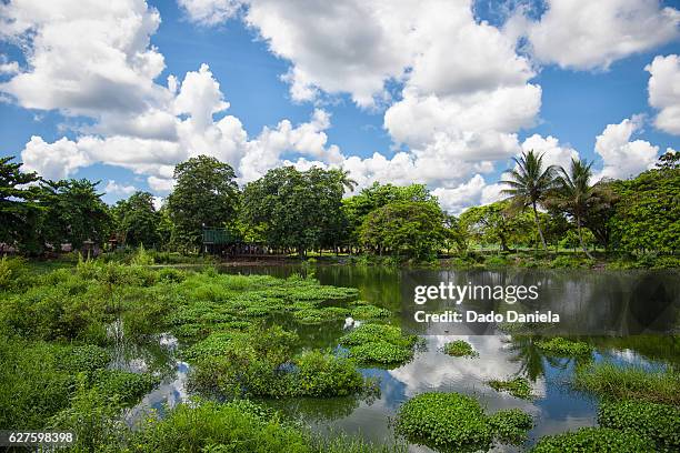 zapata swamp - matanzas province stock pictures, royalty-free photos & images