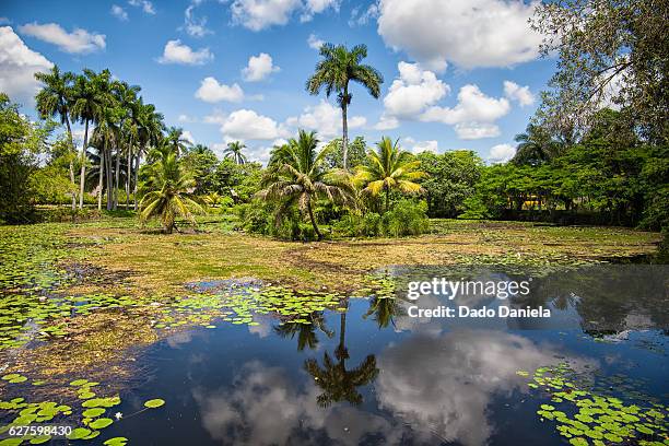 cuban jungle - varadero beach stock pictures, royalty-free photos & images