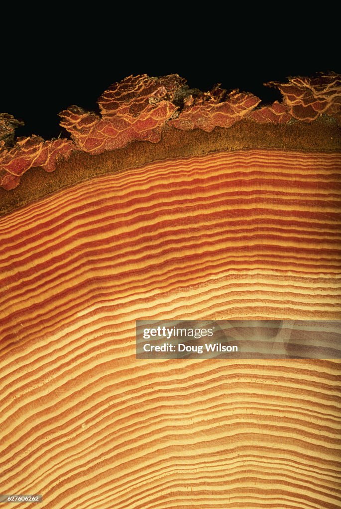 Cross Section of Tree Trunk
