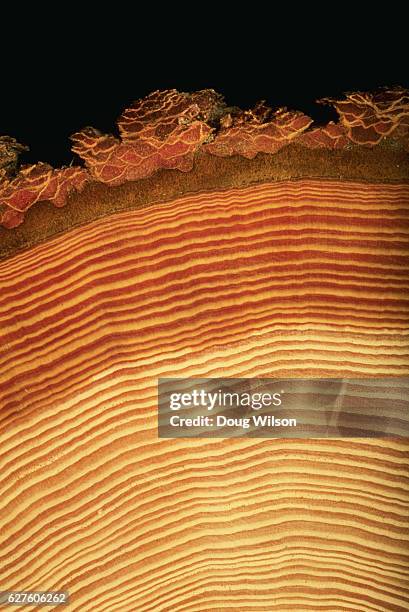 cross section of tree trunk - groeiring stockfoto's en -beelden