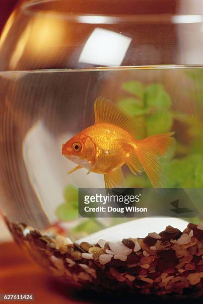 goldfish in fishbowl - goldfish bowl stock pictures, royalty-free photos & images