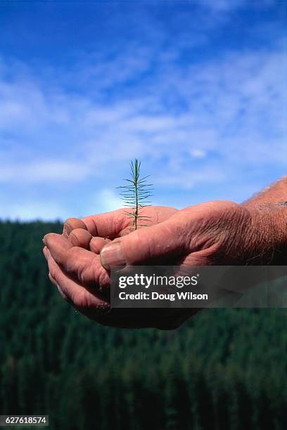 hand holding douglas fir seedling - douglas fir stock-fotos und bilder