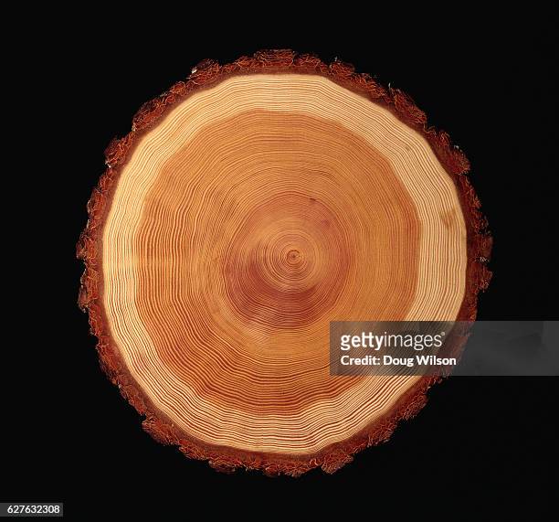 cross section of tree trunk - groeiring stockfoto's en -beelden