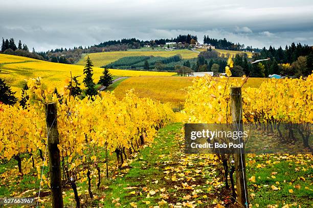 vineyards with fall foilage in willamette valley - willamette tal stock-fotos und bilder