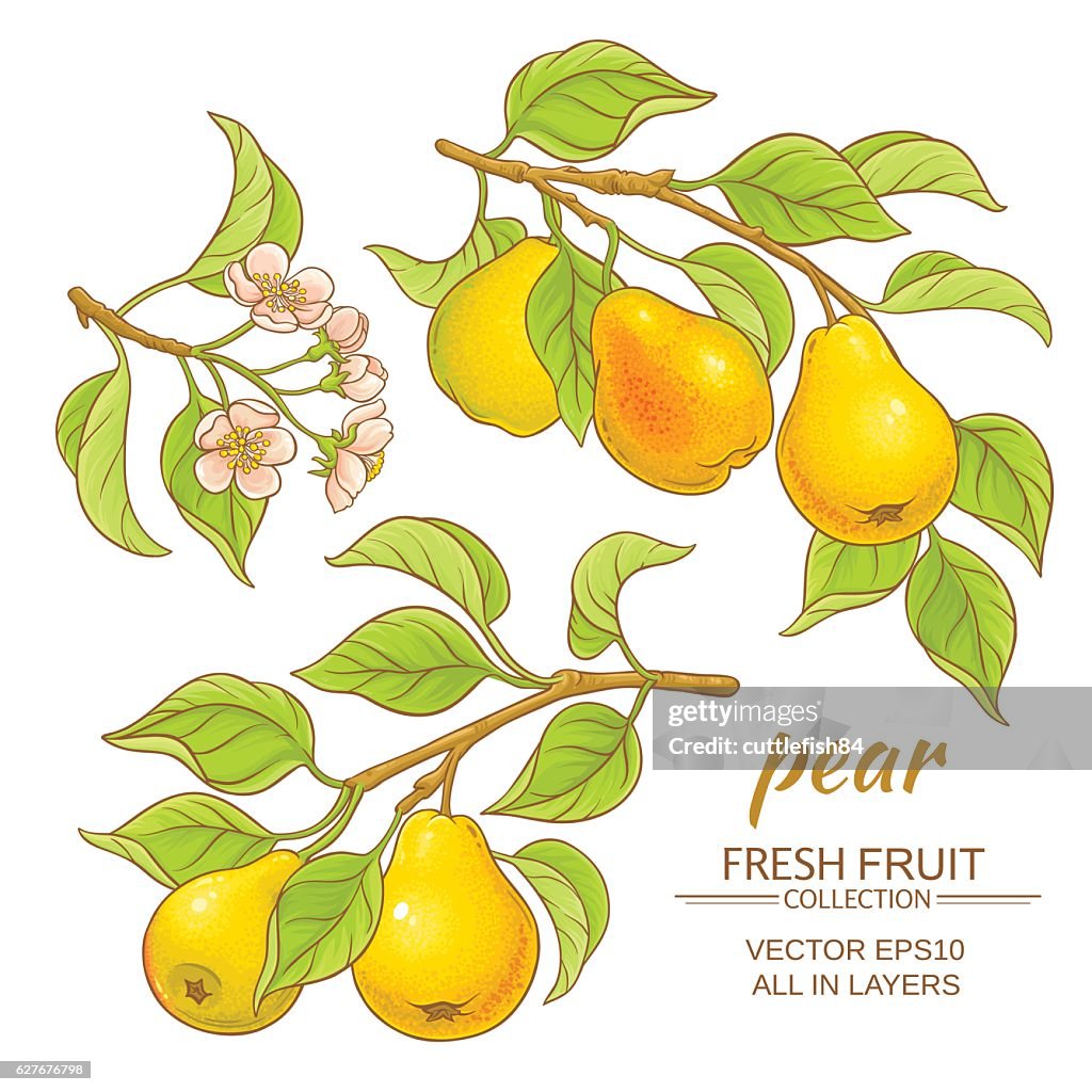 Peered Vector Pear Vector Set High-Res Vector Graphic - Getty Images