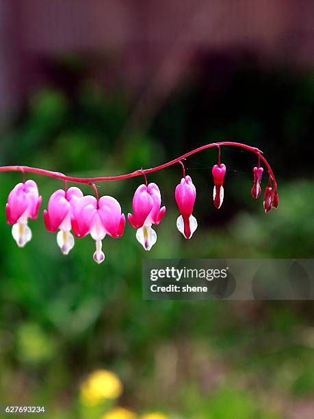 Bileeding Western Bleeding Heart Photos and Premium High Res Pictures - Getty Images