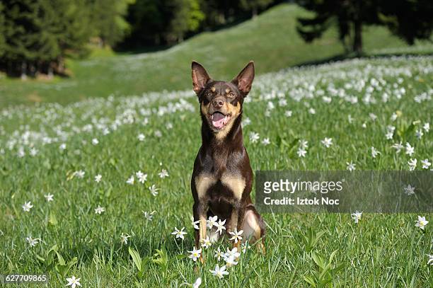 smiling dog australian kelpie - australian kelpie fotografías e imágenes de stock