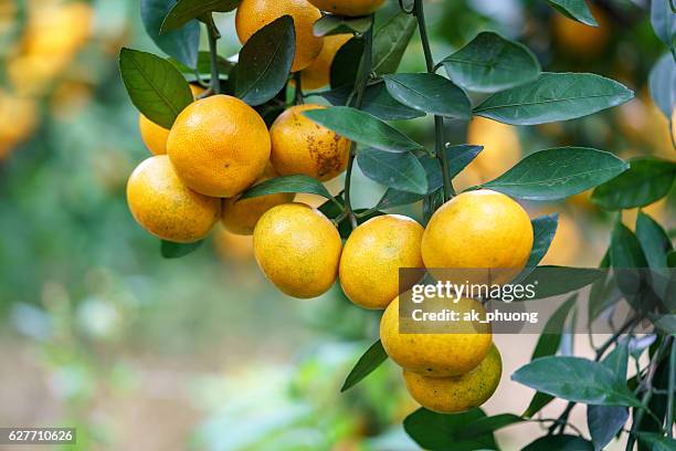 mandarin fruit - fruit laden trees 個照片及圖片檔