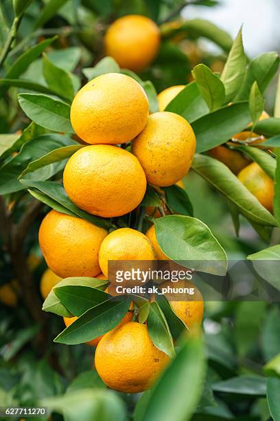 mandarin fruit - fruit laden trees stock pictures, royalty-free photos & images