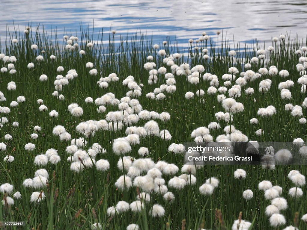 Cotton Grass (Eriophorum vaginatum) On Alpine Wetlands In Maggia Valley, Switzerland