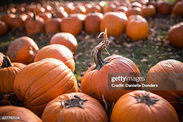 pumpkins at the farm - danielle donders stock pictures, royalty-free photos & images