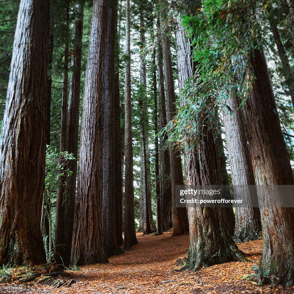 Redwoods forest in Hamurana Springs, New Zealand