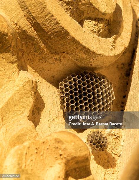 european paper wasp (polistes dominulus), nests of wasp on the wall of a former monastery - polistes wasps stock pictures, royalty-free photos & images