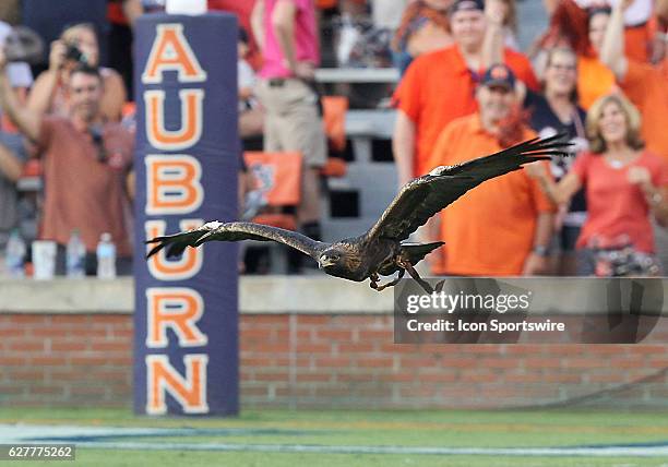 Nova, the Auburn War Eagle flies into the stadium during an NCAA football game between the Auburn Tigers and the Arkansas State Red Wolves at Jordan...