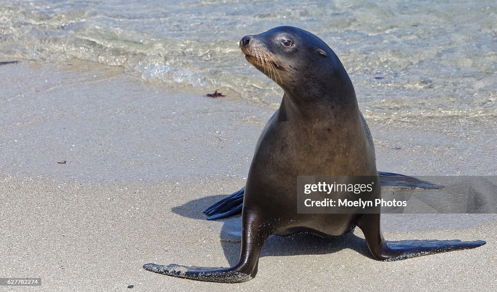 California Sea Lion