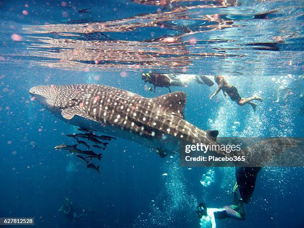 people swimming with endangered species whale shark (rhincodon types) - walvishaai stockfoto's en -beelden