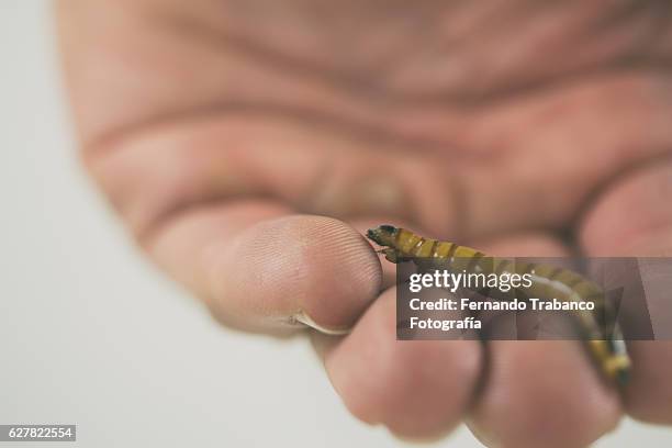 worm in a human hand - tenebrionid beetle stock pictures, royalty-free photos & images