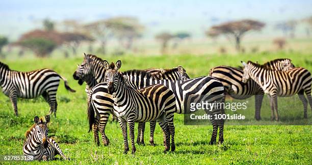 zebras with african acacia trees at savannah - zebra herd stock pictures, royalty-free photos & images