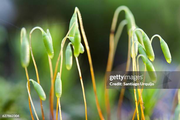 moss sporophytes - prothallium stock pictures, royalty-free photos & images