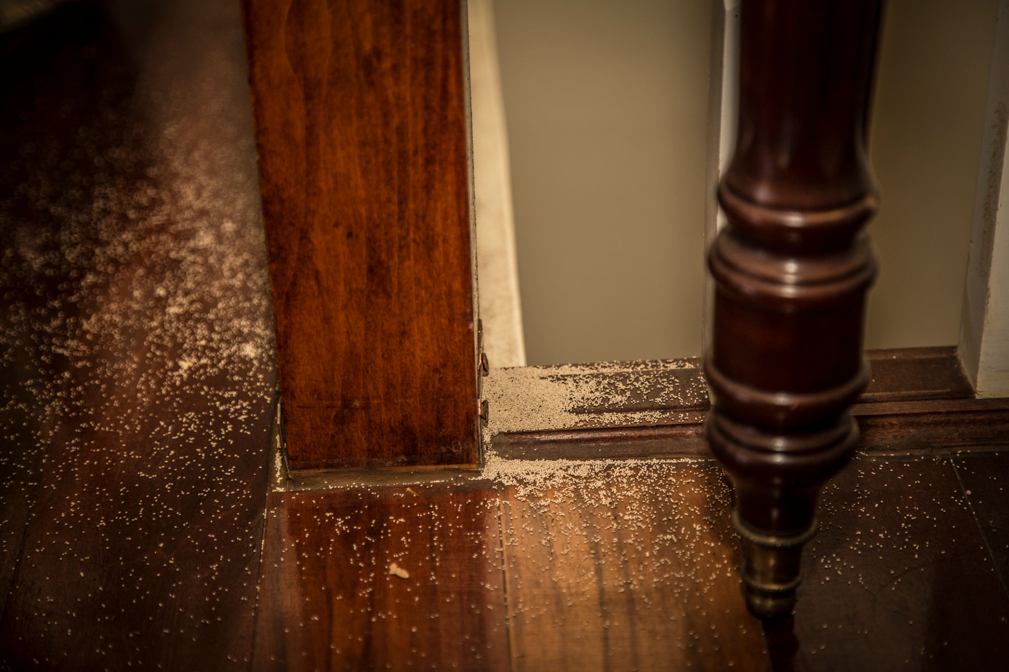 Indoor Termited Dropping Indoor Termited Dropping