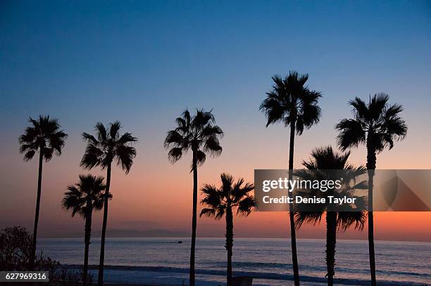 manhattan beach palms - manhattan beach stock pictures, royalty-free photos & images