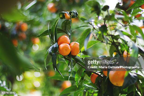 tangerines in the orchard - mandarine imagens e fotografias de stock