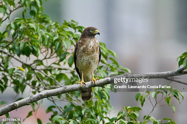 sparrow hawk - leonardo costa farias bildbanksfoton och bilder