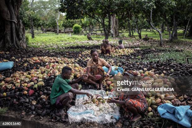 Malagasy workers from the MAVA Cacao plantation shell Cacao plant fruits to collect beans at the plantation farm on November 30, 2016 in the...