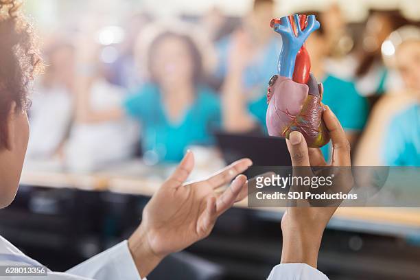 profesor de la escuela de medicina enseña sobre el corazón humano - human heart fotografías e imágenes de stock