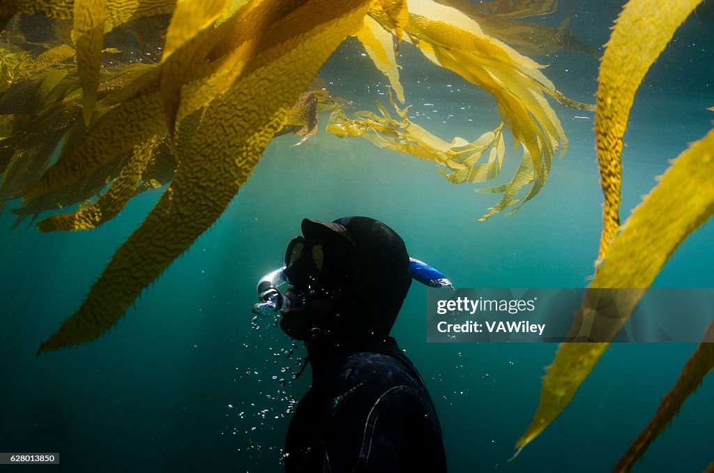 Diver underwater surfacing towards seaweed