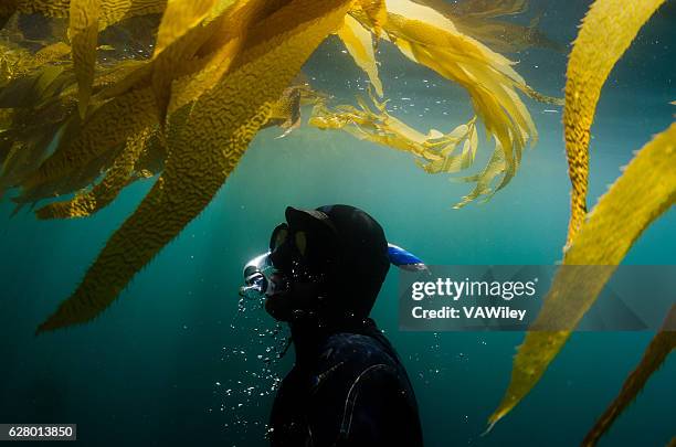 diver underwater surfacing towards seaweed - kelp 個照片及圖片檔