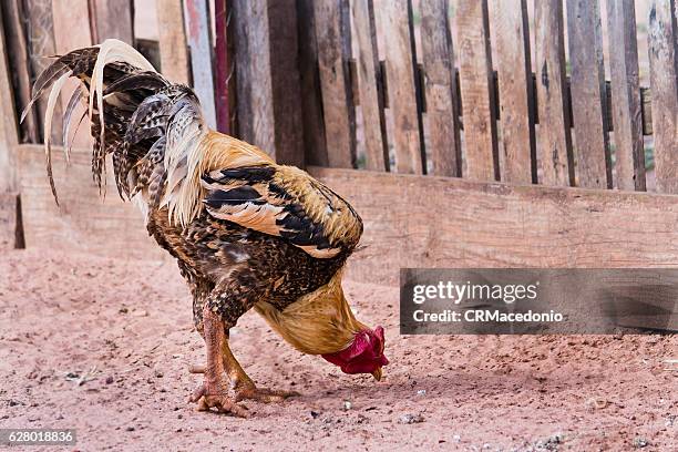 country rooster. red crest. bird scrounging in the yard. - crmacedonio imagens e fotografias de stock