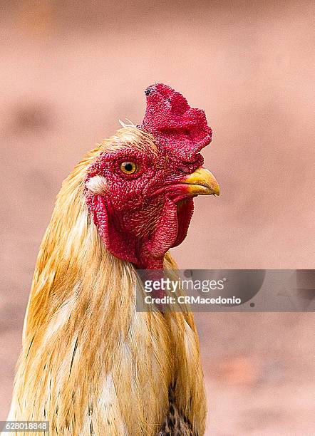 country rooster. red crest. - crmacedonio imagens e fotografias de stock