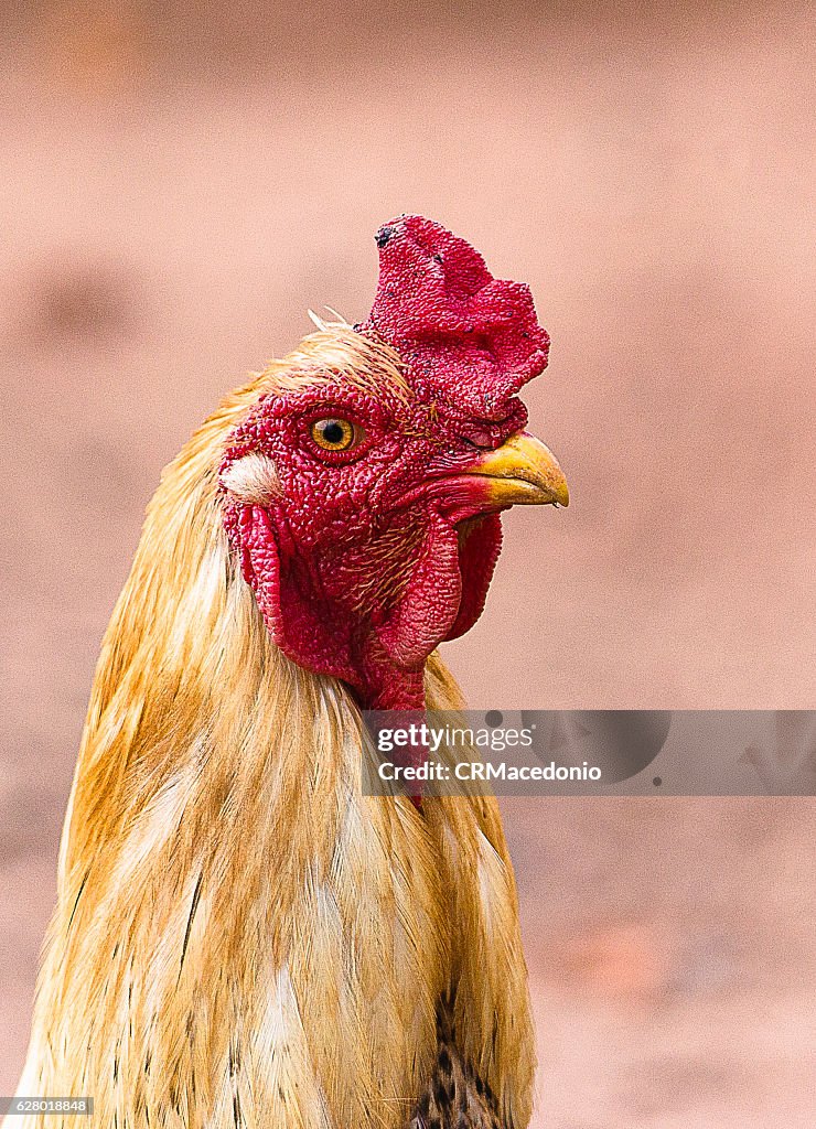Country Rooster. Red crest.