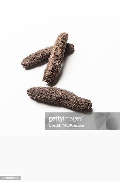 sea cucumber on white background - endoscheletro foto e immagini stock