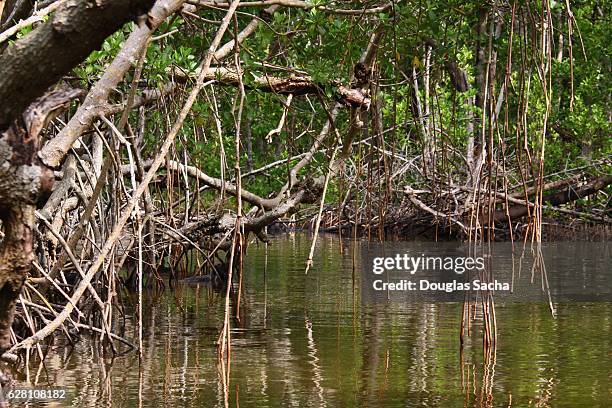 red mangrove forest along the river slough, everglades national park, florida, usa - river snake stock pictures, royalty-free photos & images